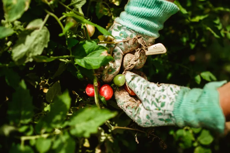 When Every American Backyard Was a Grocery Store: The Lost Art of Feeding Your Family for Free